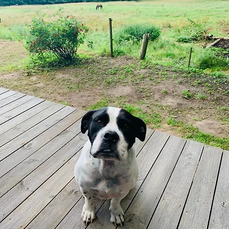 Glamping Mi Casa Tu Casadk Vissenbjerg